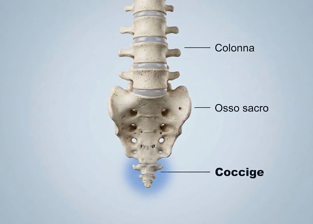 Schema anatomico: colonna vertebrale, osso sacro e coccige evidenziato